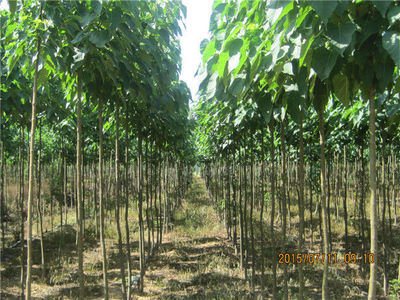河南6-9公分楸树 楸林花木种植合作社讲述楸树如何施肥